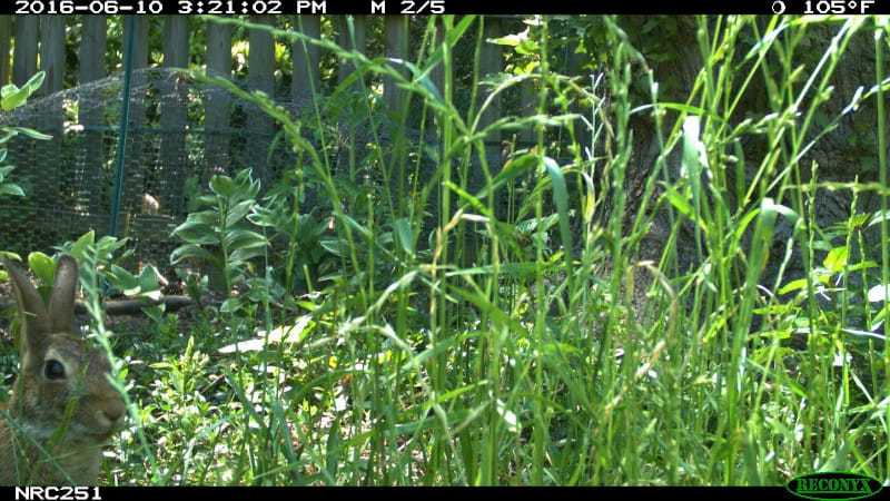 The Eastern cottontail is commonly found in yards and gardens. 