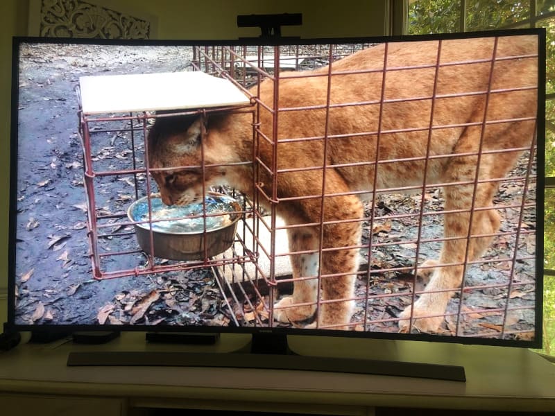 Joe Exotic incorrectly called this cat from Big Cat Rescue a mountain lion. It's either a bobcat or a Siberian lynx. 