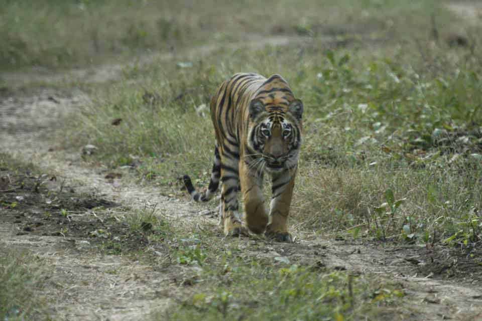 Tiger from Tadoba National Park