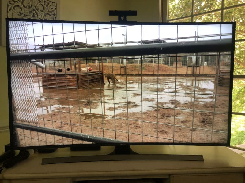 The Tiger King Zoo had small cages that seemed to be constantly full of mud. 