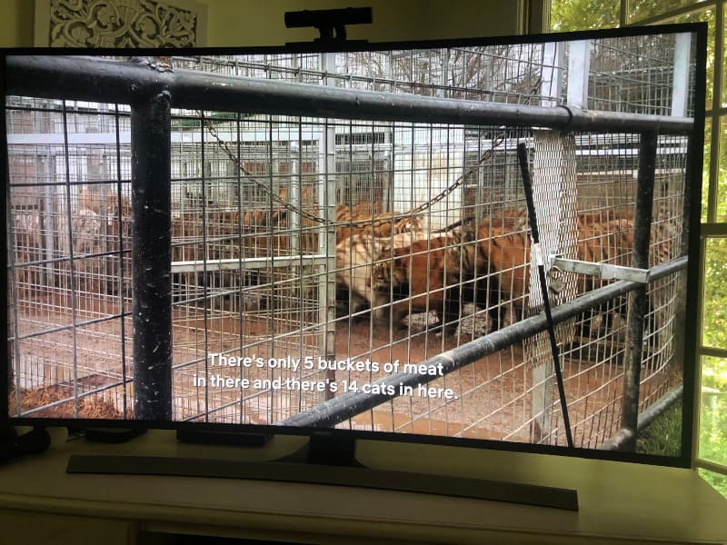 Way too many tigers for one cage at the Tiger King Zoo. 