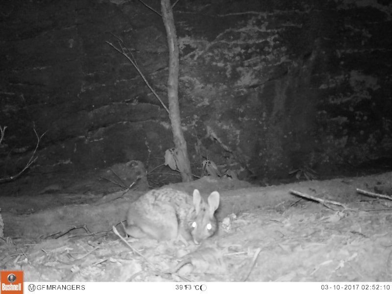 You can tell the Appalachian cottontail from the Eastern cottontail by the dark spot in between its ears. 