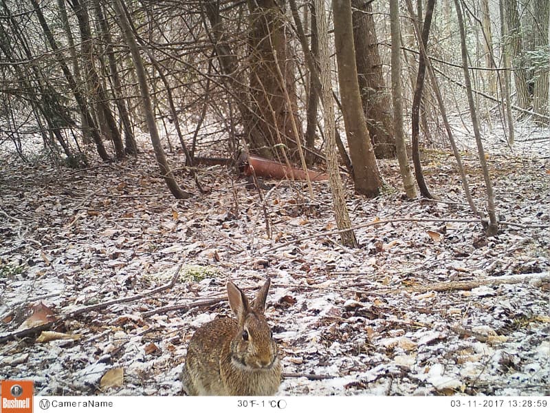 Appalachian cottontail on a cold day.