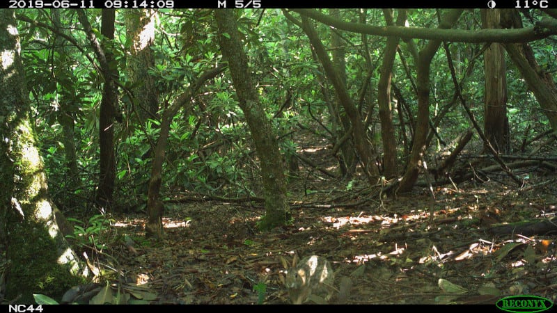 Appalachian cottontails are thought to be in decline. 