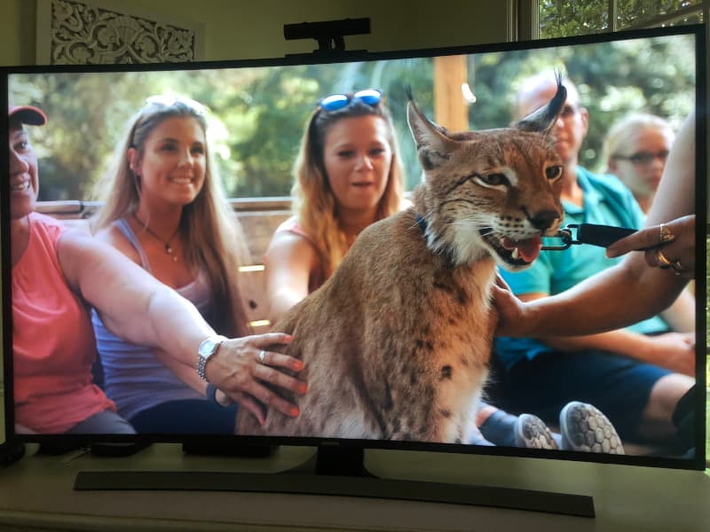 Petting exotic animals may be fun for you, but is it good for the animals? This bobcat is panting which is a sign of stress. Photo of Myrtle Beach Safari in the Netflix documentary Tiger King. 