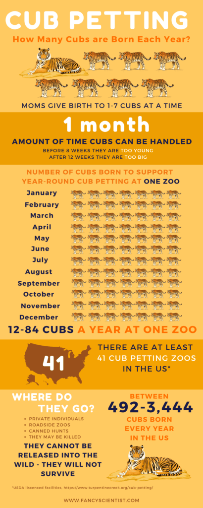 How many cubs are born in the US each year for cub petting?