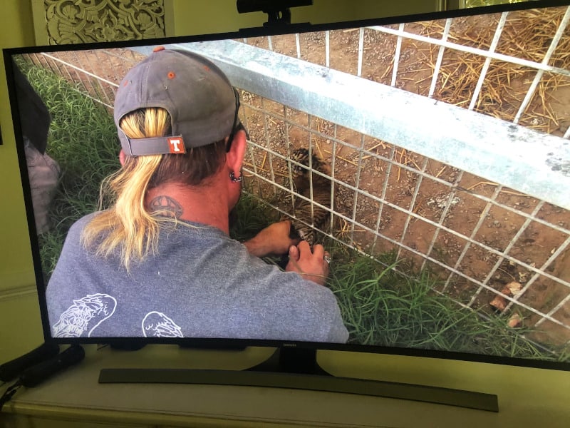 Employee from the Greater Wynnewood Zoo pulling a cub from its mom the minute it is born for cub petting.