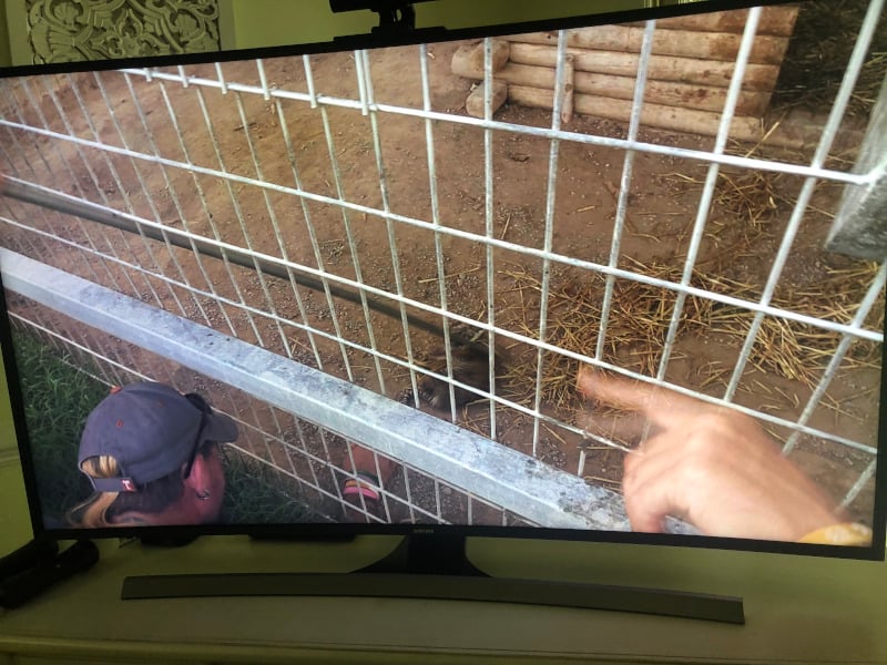 Employee from the Greater Wynnewood Zoo pulling a cub from its mom the minute it is born. They separate the cub from the mom to tame it for cub petting. 