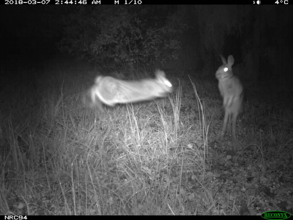 Male Eastern cottontails fighting. 