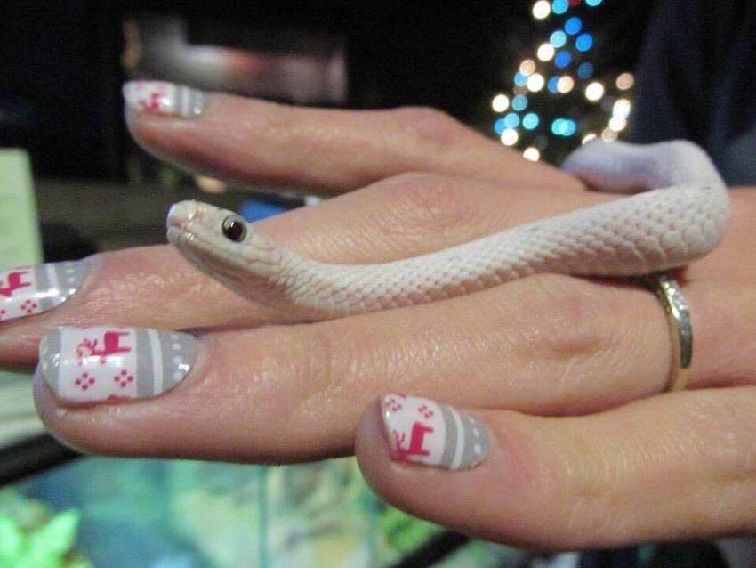 Bubblegum, the educational "animal ambassador" snake. She changed the minds of lots of students and even some teachers) who thought snakes were scary.