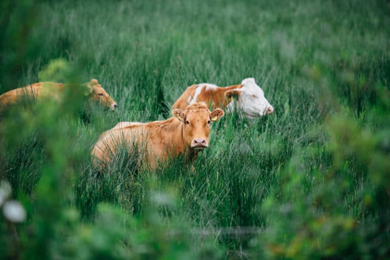 If you are going to eat meat, it's much better to buy meat from pasture-raised animals. They actually spend time outdoors foraging for food.