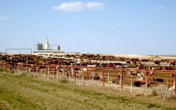 People envision cows in green pastures, but most cows are fattened up in feedlots like this one. 