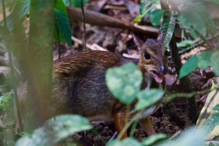 Greater mouse-deer.