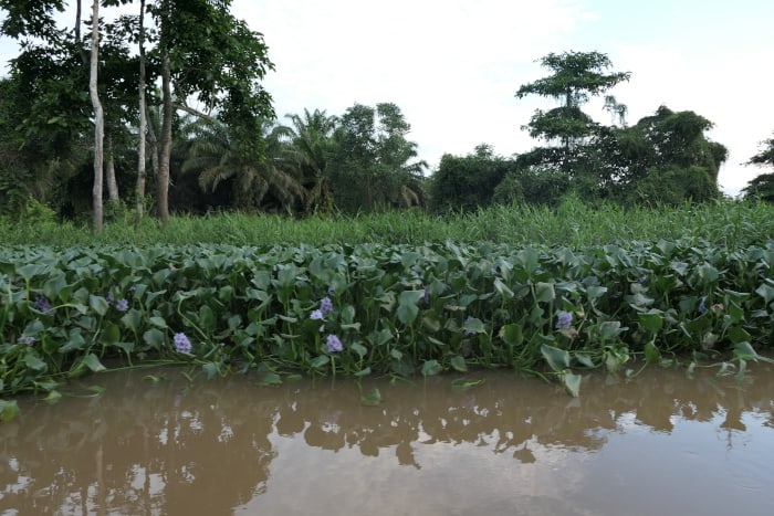 We scoured the area where another boat saw an Asian elephant, but unfortunately he left the area. 