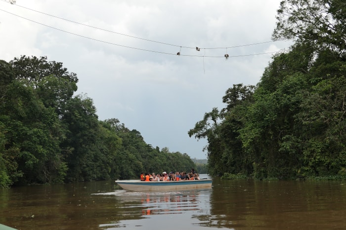 "Cruise boat" on the Kinabatangan River. 