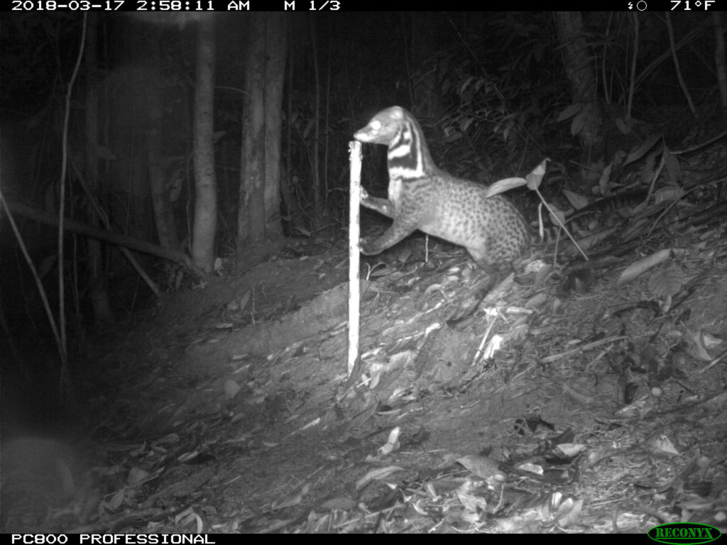 Camera trap image of a Malay civet in Borneo. 