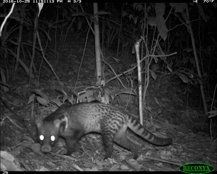 Camera trap image of a Malay civet in Borneo. 