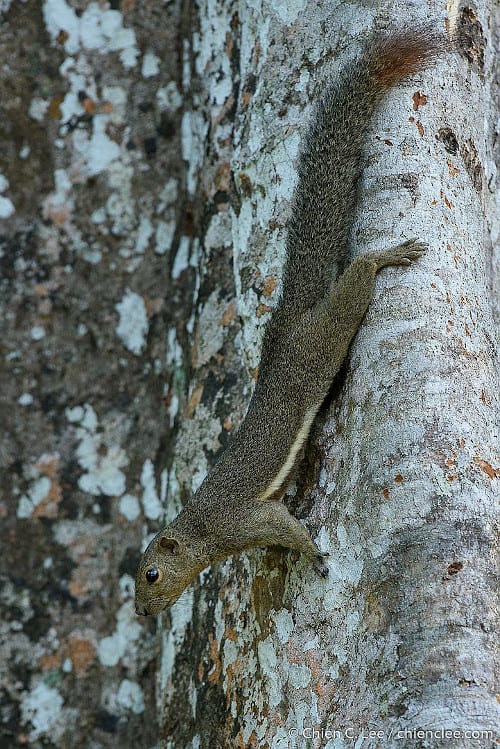 Plaintain squirrel. Photo by Chien Lee on iNaturalist.