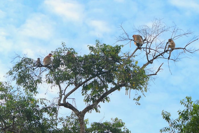 Am Kinabatangan River kann man viele Nasenaffen sehen.'s so easy to see lots of proboscis monkeys on the Kinabatangan River.