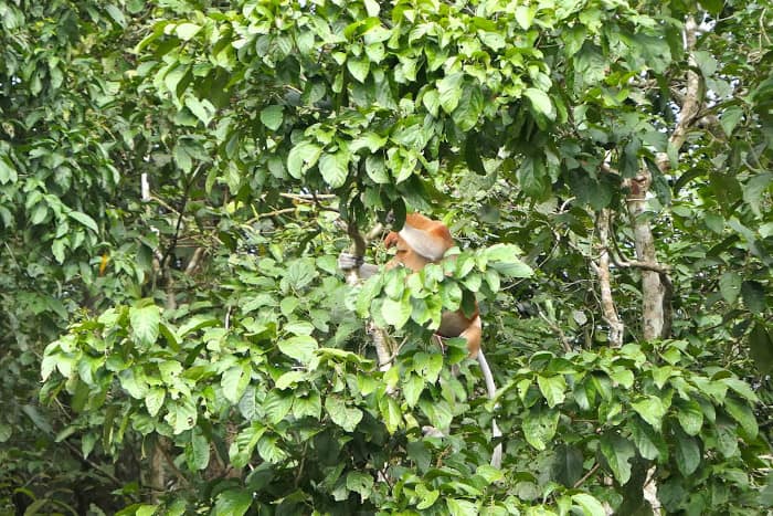 Glimpse of the large male proboscis monkey's nose.