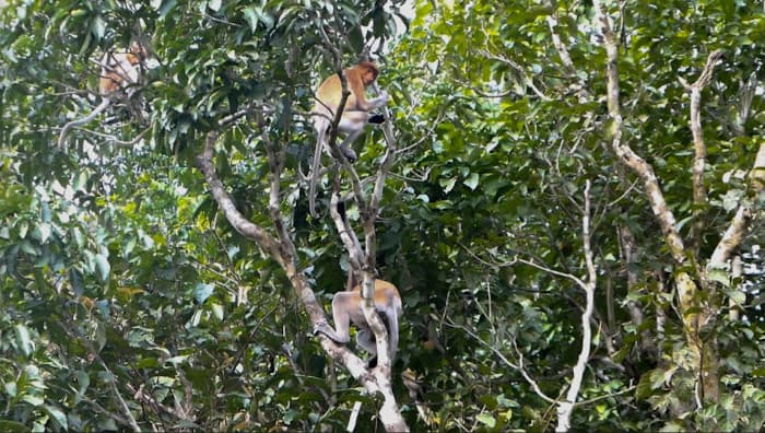 Proboscis monkeys near the Kinabatangan River.