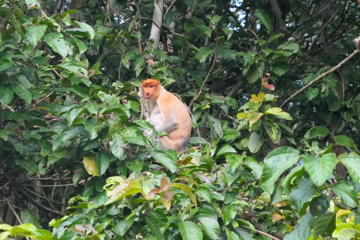 Proboscis-Affe sah ich am Kinabatangan-Fluss.