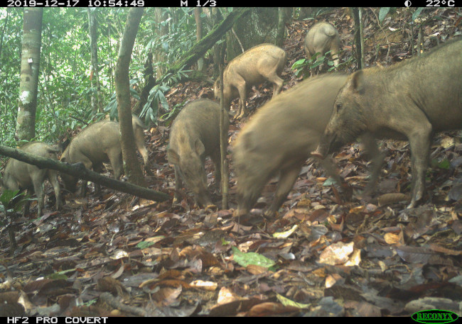 Bearded pigs scurrying around the forest in Borneo. 