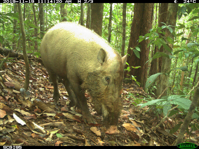 Lovely camera trap photo of a bearded pig. 