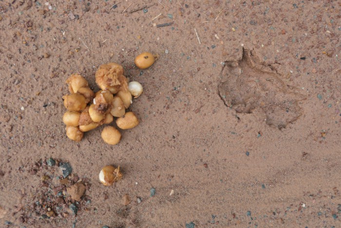 civet poop in Deramakot