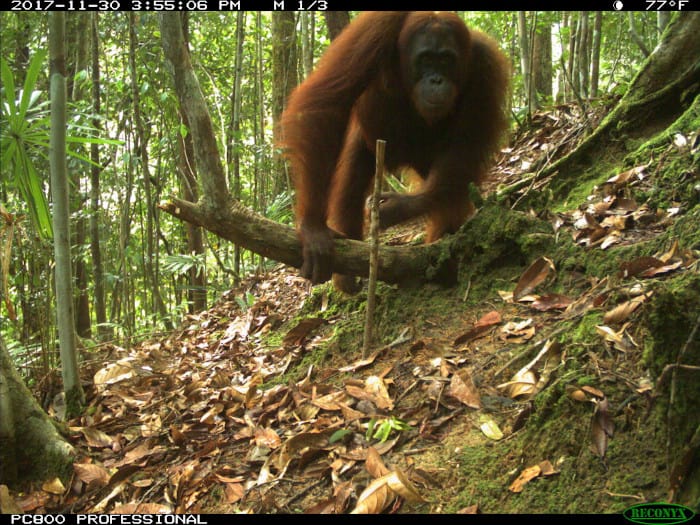 Orangutan camera trap photo from eMammal’s Smithsonian Borneo Mammal Survey at LEWS Project.