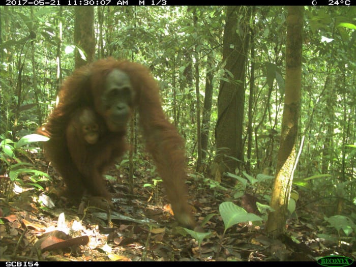 Bornean orangutan on an eMammal camera trap.