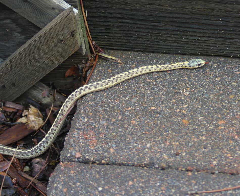 Cute gartner snake in Sue's backyard. she named this more yellow one Elvira. Photo by @cameratrapsue.