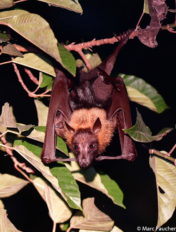 We saw a large flying fox in Deramakot, but I couldn't get a good photo. 