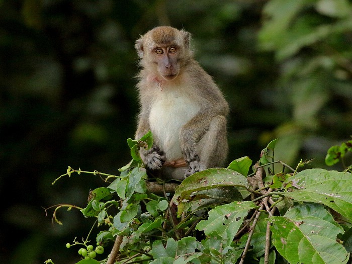 Long-tailed macaque. Photo by Attila Steiner from iNaturalist. 