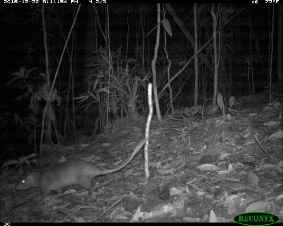 Long-tailed porcupine on camera trap.