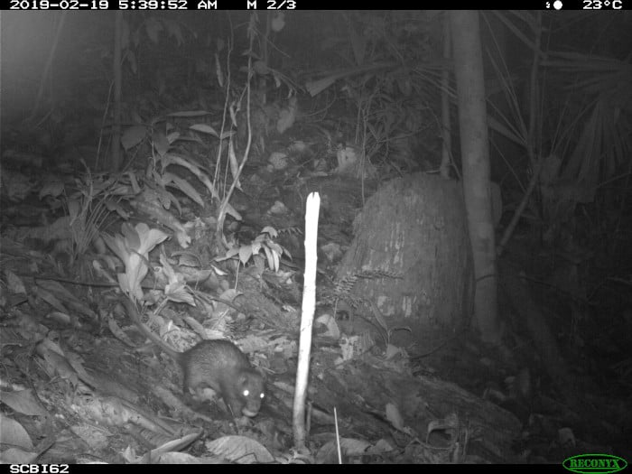 long-tailed porcupine