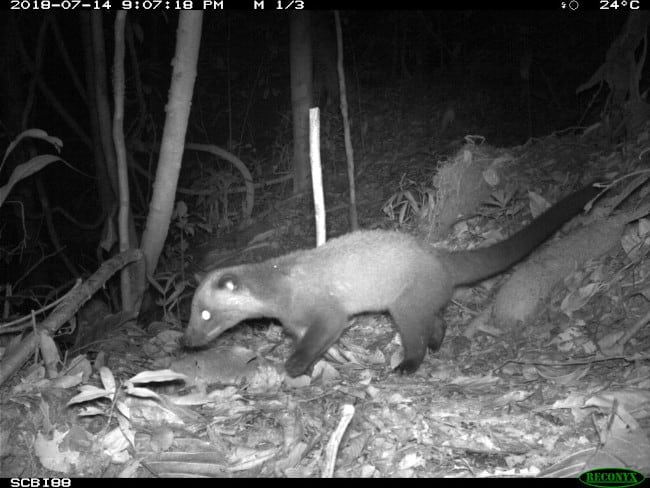 A better photo of a masked palm civet caught on a camera trap. 