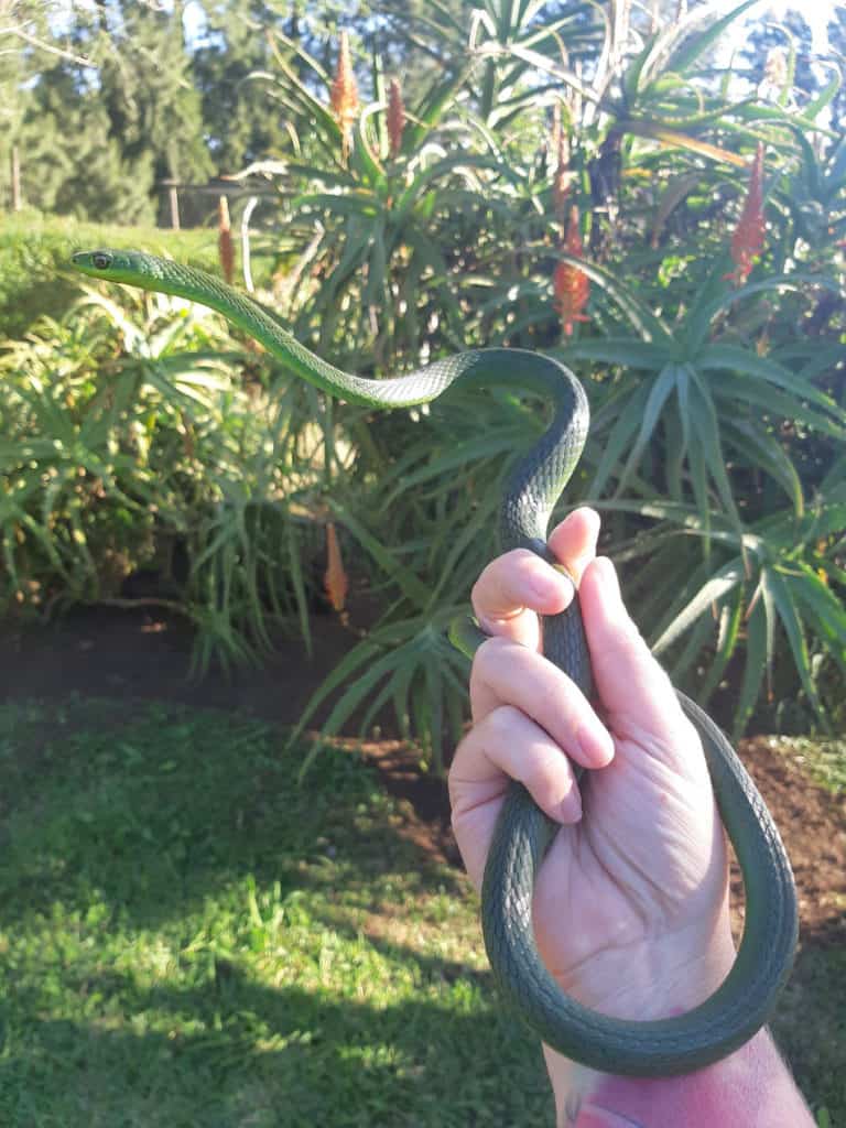 Eastern Natal green snake from South Africa.  In Zulu culture, these snakes are believed to be the ancestors so if you find one around your home it's good luck. Photo by Amy Panikowski. 