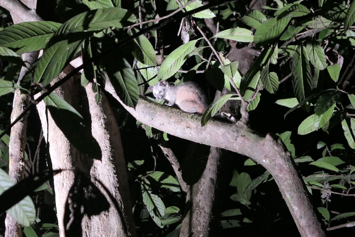 We saw this palm civet in a different location in Borneo, but we saw several palm civets in Deramakot. 