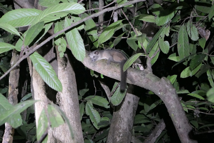 We saw this palm civet near the Kinabatangan River in Borneo, but we saw several palm civets in Deramakot. 