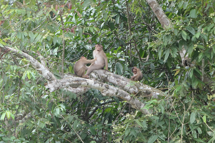 A group of Pig-tailed macaques near the Kinabatangan River in Borneo. I didn't get good photos of one in Deramakot. 