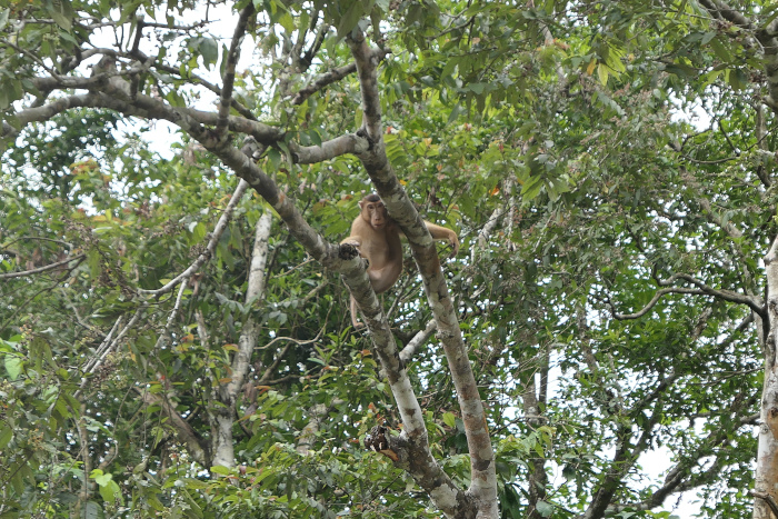 Pig-tailed macaque near the Kinabatangan River in Borneo. I didn't get good photos of one in Deramakot.