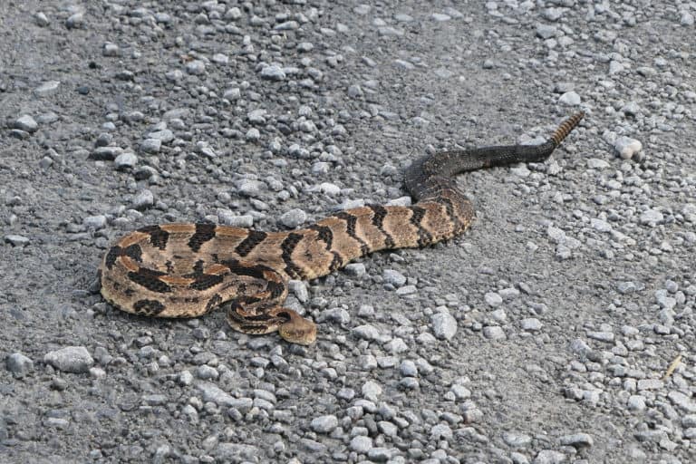 See a snake? First identify it. If it's venomous, still leave it alone. I saw this gorgeous timber rattlesnake Alligator River National Refuge in eastern NC.