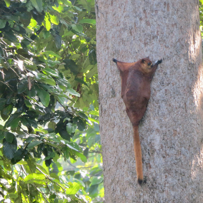 It was so incredible to see the red giant flying squirrel.