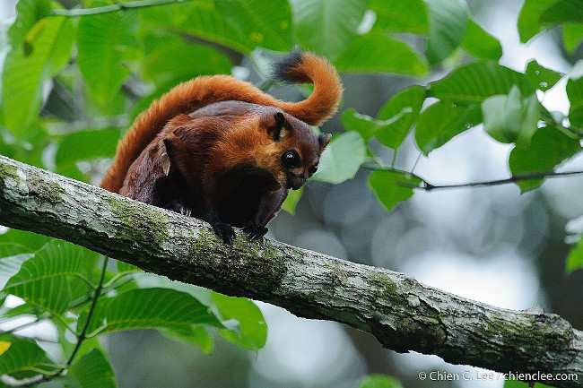 The red giant flying squirrel is the perfect name for this animal