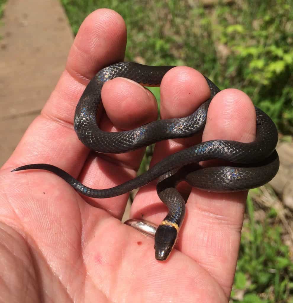 Cute ring-necked snake. 
