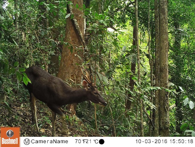 A better photo of a sambar deer from a camera trap.