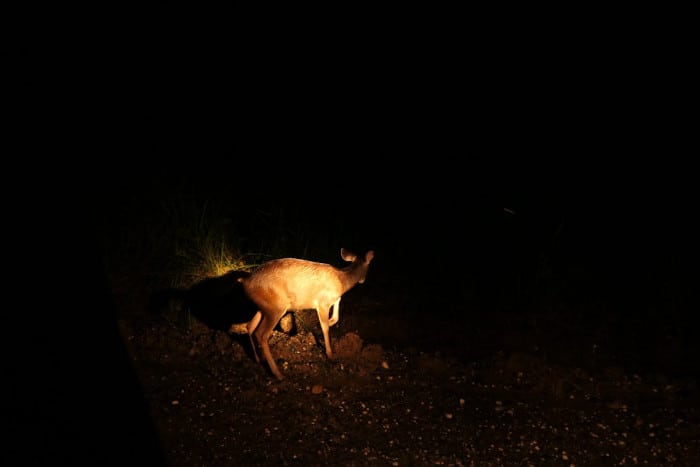 sambar deer