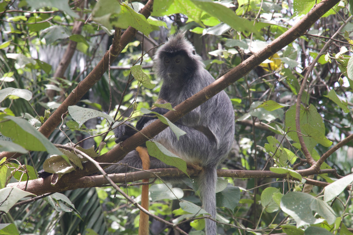 Silvered leaf monkey with baby. Note the baby is orange. 