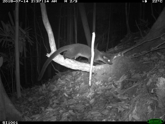 Camera trap photo of small-toothed palm civet. 